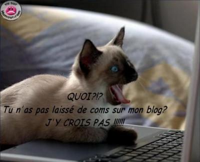 povre piti chat